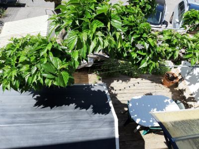 Vias Maison type 4 rénovée + jardins